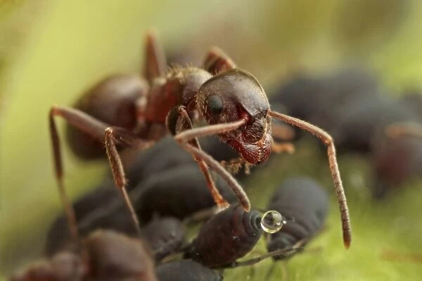 Black Garden Ant (Lasius niger) adult, worker feeding on honeydew from Black Bean Aphid (Aphis fabae), Leicestershire, England, june