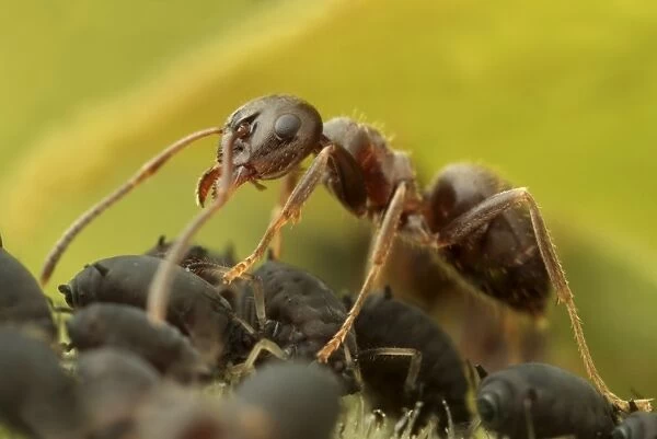 Black Garden Ant (Lasius niger) adult, worker herding Black Bean Aphids (Aphis fabae), for milking honeydew, Leicestershire, England, june