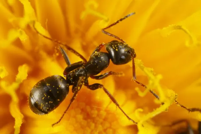 Framed Print : Black Garden Ant (Lasius niger) adult worker, feeding on Dandelion (Taraxacum sp. ) flower, Powys, Wales, april Framed Print : Black Garden Ant (Lasius niger) adult worker, feeding on Dandelion (Taraxacum sp. ) flower, Powys, Wales, april