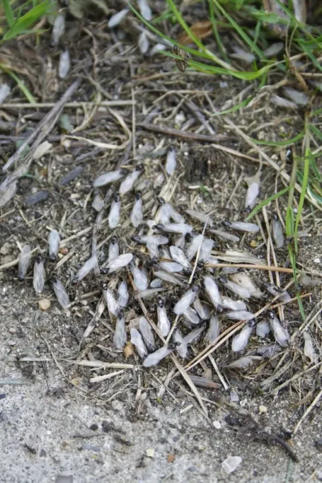 Framed Print : Black Garden Ant (Lasius niger) winged adults, group emerging from nest in garden, Suffolk, England, july Framed Print : Black Garden Ant (Lasius niger) winged adults, group emerging from nest in garden, Suffolk, England, july