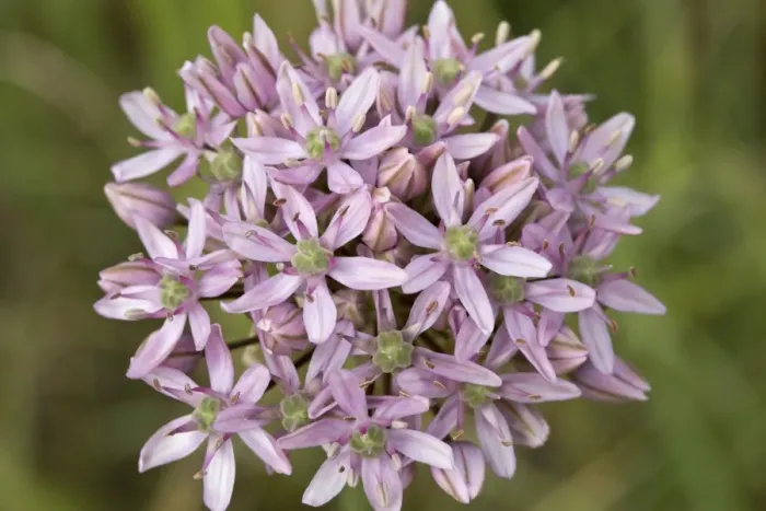 Framed Print : Black Garlic (Allium nigrum) close-up of flowers, growing in cultivated field, Chios, Greece, April Framed Print : Black Garlic (Allium nigrum) close-up of flowers, growing in cultivated field, Chios, Greece, April