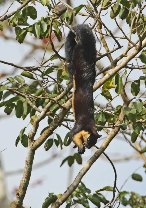 Framed Print : Black Giant Squirrel (Ratufa bicolor) adult, feeding on fruit in tree, hanging from branch, Kaeng Krachan N. P. Thailand, november Framed Print : Black Giant Squirrel (Ratufa bicolor) adult, feeding on fruit in tree, hanging from branch, Kaeng Krachan N. P. Thailand, november