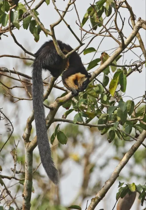 Framed Print : Black Giant Squirrel (Ratufa bicolor) adult, feeding on fruit in tree, Kaeng Krachan N. P. Thailand, november Framed Print : Black Giant Squirrel (Ratufa bicolor) adult, feeding on fruit in tree, Kaeng Krachan N. P. Thailand, november