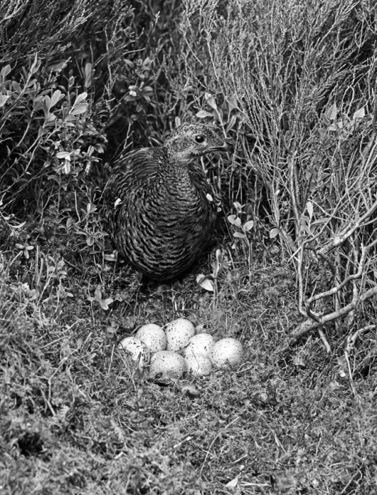 Framed Print : Black Grouse Female at nest - Aviemore 1940. Taken by Eric Hosking Framed Print : Black Grouse Female at nest - Aviemore 1940. Taken by Eric Hosking