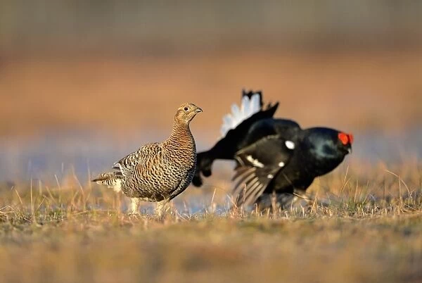 Black Grouse (Tetrao tetrix) adult female, with adult male in background, displaying at lek on taiga bog, Finland