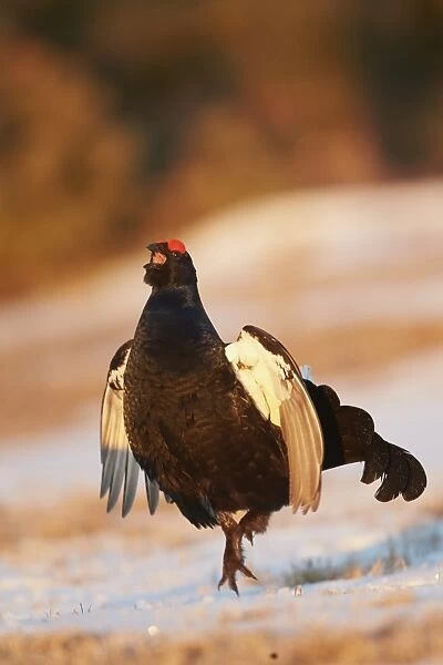Black Grouse (Tetrao tetrix) adult male, calling and displaying on snow at lek in early morning sunlight, Finland
