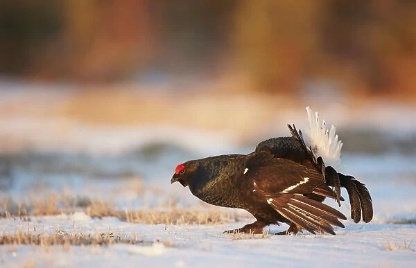 Black Grouse (Tetrao tetrix) adult male, displaying on snow at lek in early morning sunlight, Finland, March