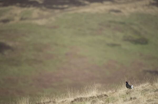 Black Grouse (Tetrao tetrix) adult male, displaying on open moorland habitat at dawn, Scotland, april