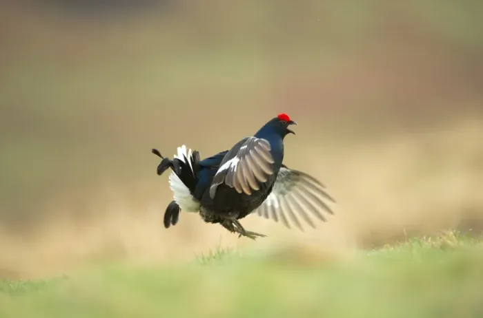Framed Print : Black Grouse (Tetrao tetrix) adult male, displaying on open moorland at dawn, Scotland, april Framed Print : Black Grouse (Tetrao tetrix) adult male, displaying on open moorland at dawn, Scotland, april