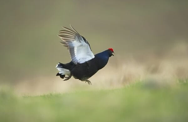 Black Grouse (Tetrao tetrix) adult male, calling in flight, taking off from open moorland at dawn, Scotland, april