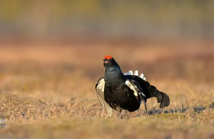 Framed Print : Black Grouse (Tetrao tetrix) adult male, displaying at lek on taiga bog, Finland, April