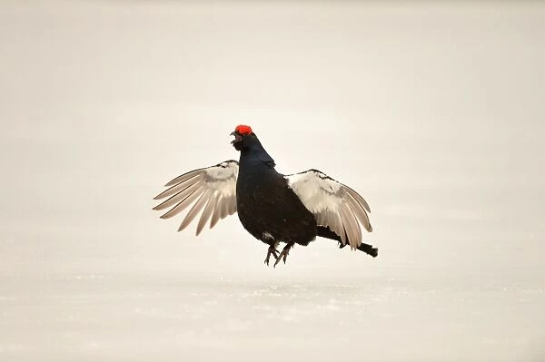 Black Grouse (Tetrao tetrix) adult male, jumping and displaying at lek on snow covered ice, Finland, April