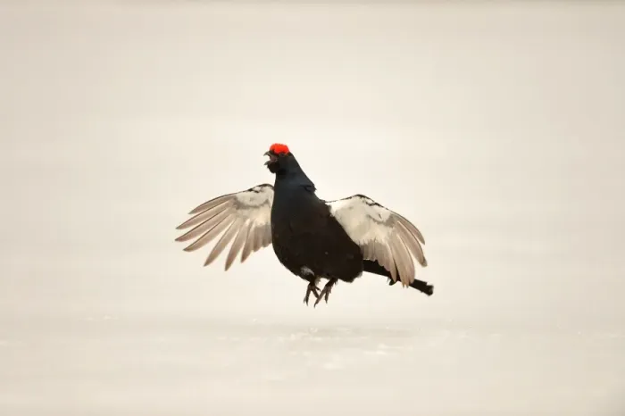 Framed Print : Black Grouse (Tetrao tetrix) adult male, jumping and displaying at lek on snow covered ice, Finland, April Framed Print : Black Grouse (Tetrao tetrix) adult male, jumping and displaying at lek on snow covered ice, Finland, April