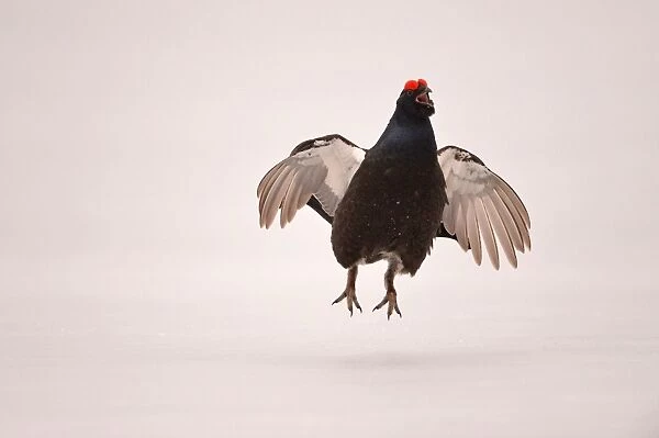 Black Grouse (Tetrao tetrix) adult male, jumping and displaying at lek on snow covered ice, Finland, April