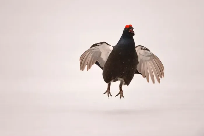 Framed Print : Black Grouse (Tetrao tetrix) adult male, jumping and displaying at lek on snow covered ice, Finland, April Framed Print : Black Grouse (Tetrao tetrix) adult male, jumping and displaying at lek on snow covered ice, Finland, April
