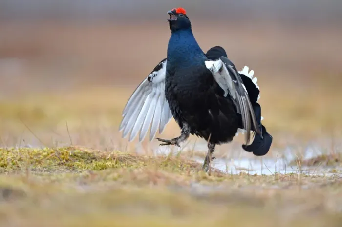 Framed Print : Black Grouse (Tetrao tetrix) adult male, displaying at lek on taiga bog, Finland, April Framed Print : Black Grouse (Tetrao tetrix) adult male, displaying at lek on taiga bog, Finland, April
