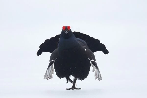 Black Grouse (Tetrao tetrix) adult male, displaying on snow at lek, Finland, April