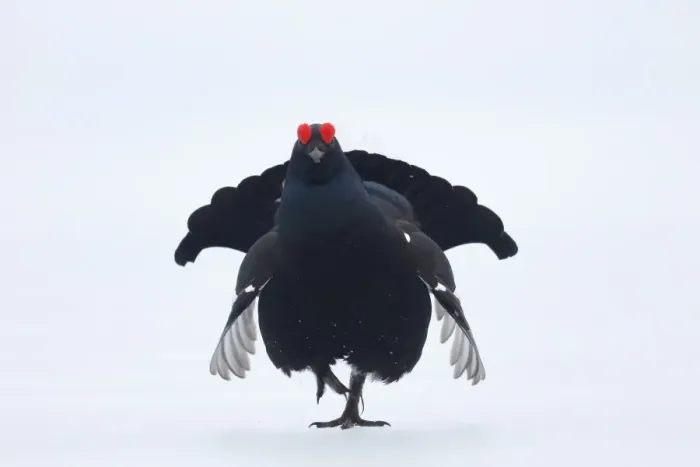 Framed Print : Black Grouse (Tetrao tetrix) adult male, displaying on snow at lek, Finland, April