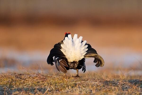 Black Grouse (Tetrao tetrix) adult male, rear view, displaying at lek on bog, Finland, April