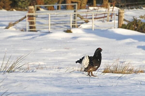Black Grouse (Tetrao tetrix) adult male, standing on snow at lek, Cairngorms N. P. Highlands, Scotland, March