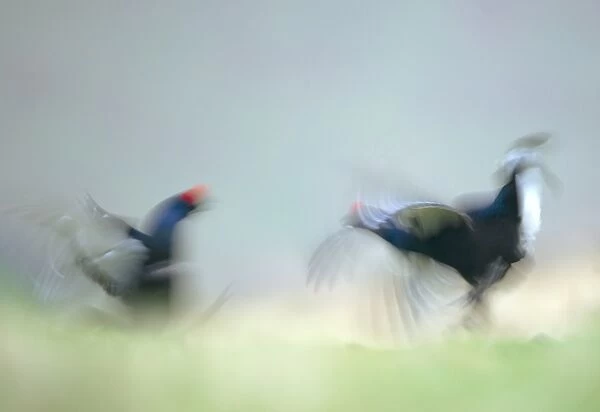 Black Grouse (Tetrao tetrix) two adult males, blurred movement, fighting on open moorland at dawn, Scotland, april