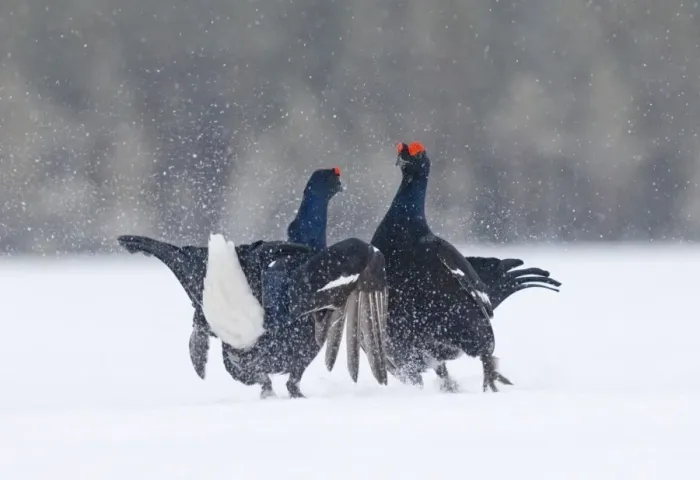 Framed Print : Black Grouse (Tetrao tetrix) two adult males, fighting at lek in snow, Finland, march Framed Print : Black Grouse (Tetrao tetrix) two adult males, fighting at lek in snow, Finland, march