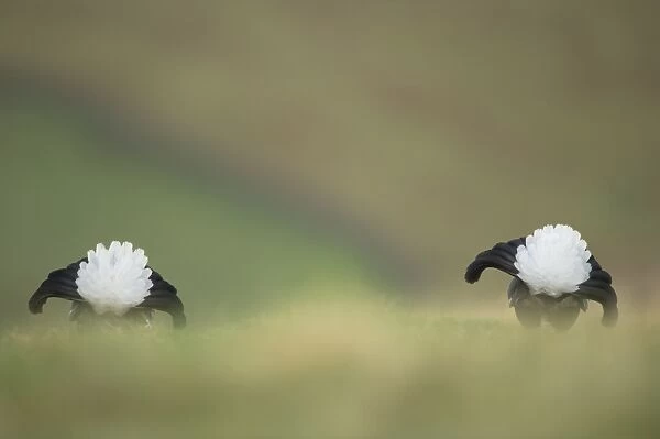 Black Grouse (Tetrao tetrix) two adult males, displaying on open moorland at dawn, Scotland, april