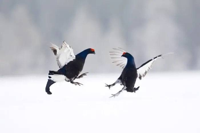 Framed Print : Black Grouse (Tetrao tetrix) two adult males, fighting at lek in snow, Finland, march Framed Print : Black Grouse (Tetrao tetrix) two adult males, fighting at lek in snow, Finland, march
