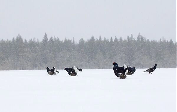 Black Grouse (Tetrao tetrix) adult males, group displaying at lek in snow, Finland, march