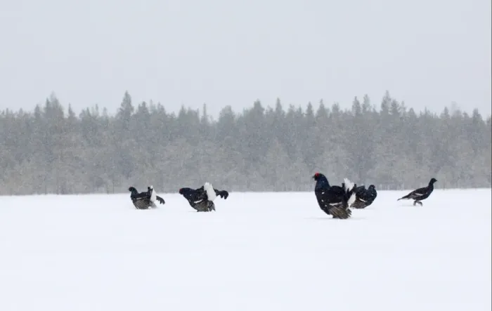 Framed Print : Black Grouse (Tetrao tetrix) adult males, group displaying at lek in snow, Finland, march Framed Print : Black Grouse (Tetrao tetrix) adult males, group displaying at lek in snow, Finland, march