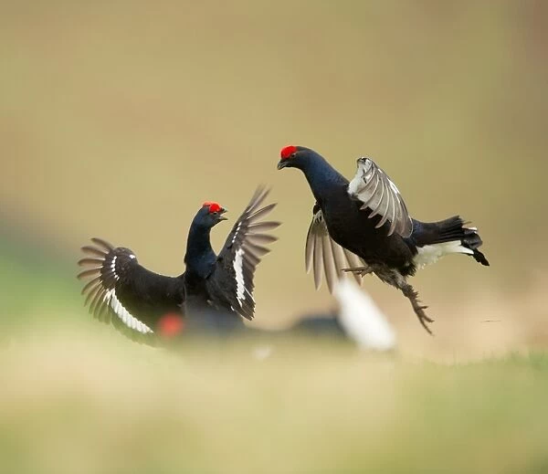 Black Grouse (Tetrao tetrix) two adult males, fighting on open moorland at dawn, Scotland, april
