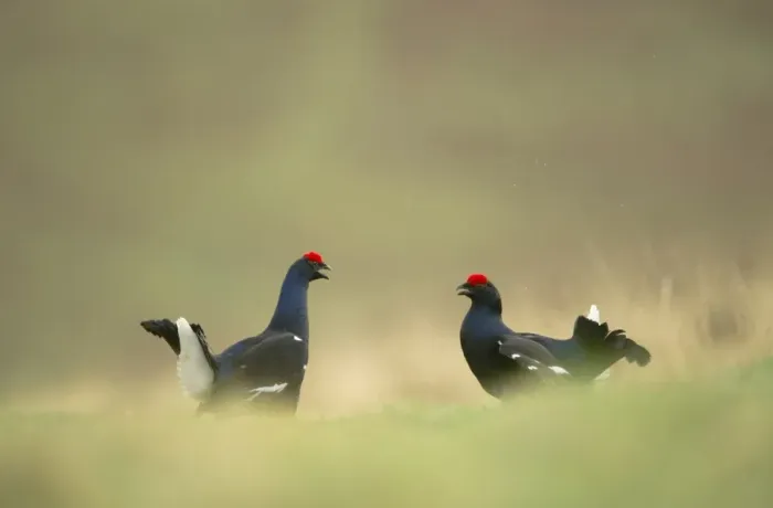 Framed Print : Black Grouse (Tetrao tetrix) two adult males, fighting on open moorland at dawn, Scotland, april Framed Print : Black Grouse (Tetrao tetrix) two adult males, fighting on open moorland at dawn, Scotland, april