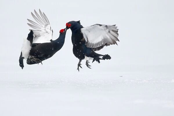 Black Grouse (Tetrao tetrix) two adult males, fighting on snow at lek, Finland, April