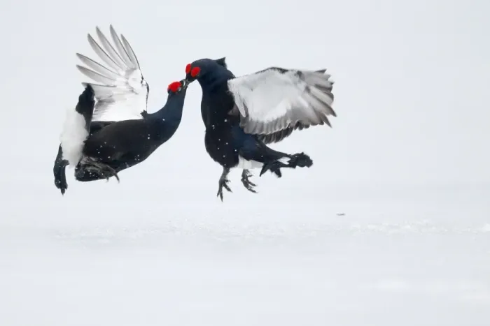 Framed Print : Black Grouse (Tetrao tetrix) two adult males, fighting on snow at lek, Finland, April Framed Print : Black Grouse (Tetrao tetrix) two adult males, fighting on snow at lek, Finland, April