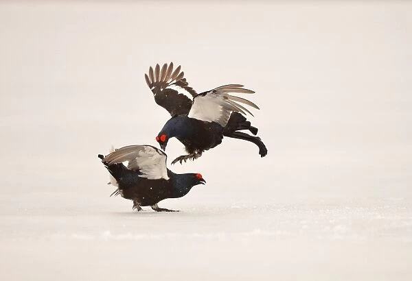 Black Grouse (Tetrao tetrix) two adult males, fighting at lek on snow covered ice, Finland, April