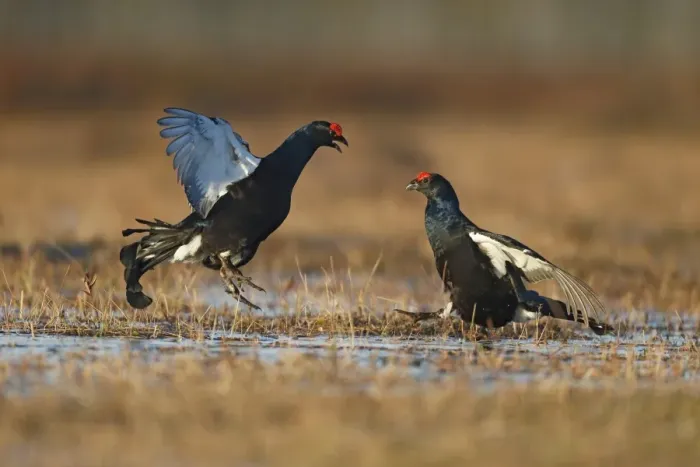 Framed Print : Black Grouse (Tetrao tetrix) two adult males, fighting at lek on bog, Finland, April Framed Print : Black Grouse (Tetrao tetrix) two adult males, fighting at lek on bog, Finland, April