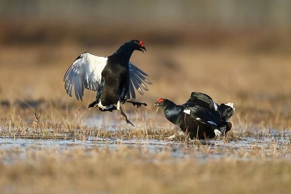 Black Grouse (Tetrao tetrix) two adult males, fighting at lek on bog, Finland, April