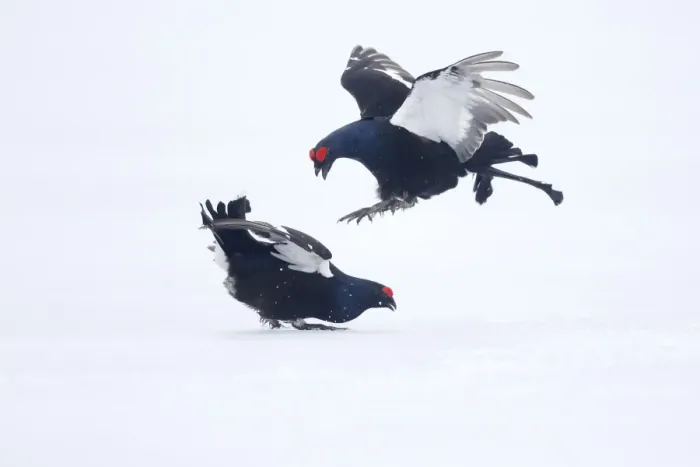 Framed Print : Black Grouse (Tetrao tetrix) two adult males, fighting on snow at lek, Finland, April