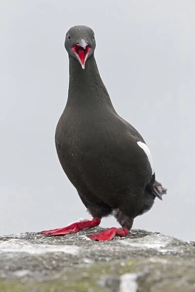 Black Guillemot (Cepphus grylle) adult, breeding plumage, calling, standing on rock, Shetland Islands, Scotland, June