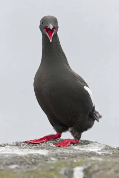 Framed Print : Black Guillemot (Cepphus grylle) adult, breeding plumage, calling, standing on rock, Shetland Islands, Scotland, June