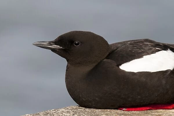 Black Guillemot (Cepphus grylle) adult, breeding plumage, sitting on harbour wall, Oban, Argyll, Scotland, May