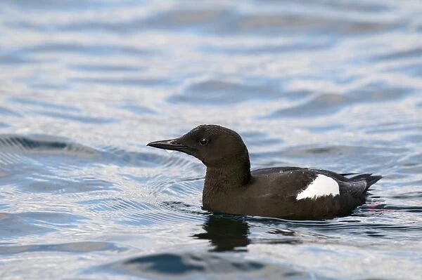 Black Guillemot (Cepphus grylle) adult, breeding plumage, swimming in harbour, Oban, Argyll, Scotland, May