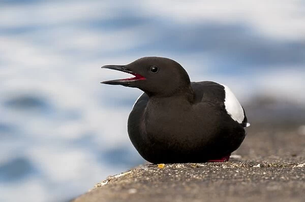 Black Guillemot (Cepphus grylle) adult, breeding plumage, with beak open, sitting on harbour wall, Oban, Argyll
