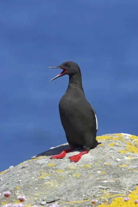 Framed Print : Black Guillemot (Cepphus grylle) adult, calling, standing on rock, Mousa Island, Shetland Islands, Scotland Framed Print : Black Guillemot (Cepphus grylle) adult, calling, standing on rock, Mousa Island, Shetland Islands, Scotland