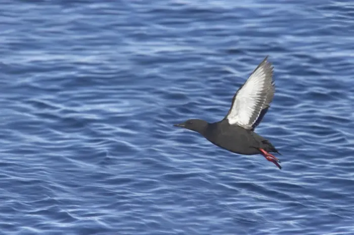 Framed Print : Black Guillemot (Cepphus grylle) adult, in flight, taking off from sea, Spitsbergen, Svalbard Framed Print : Black Guillemot (Cepphus grylle) adult, in flight, taking off from sea, Spitsbergen, Svalbard