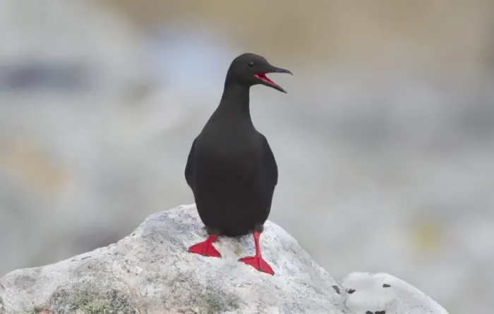 Framed Print : Black Guillemot (Cepphus grylle) adult, yawning, standing on coastal rock, Shetland Islands, Scotland, june Framed Print : Black Guillemot (Cepphus grylle) adult, yawning, standing on coastal rock, Shetland Islands, Scotland, june