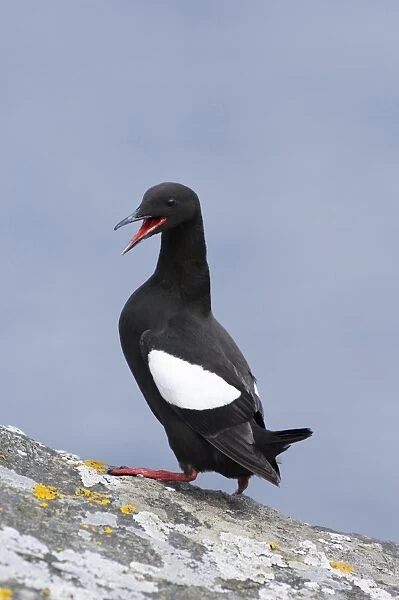 Black Guillemot (Cepphus grylle) adult, calling in display, standing on rock, Mousa, Shetland Islands, Scotland, summer