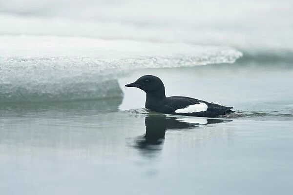 Black Guillemot (Cepphus grylle) adult, breeding plumage, swimming near sea ice, Point Barrow, Alaska, U. S. A. June