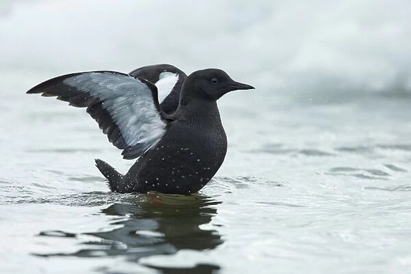 Black Guillemot (Cepphus grylle) adult, breeding plumage, flapping wings at sea, Point Barrow, Alaska, U. S. A. June