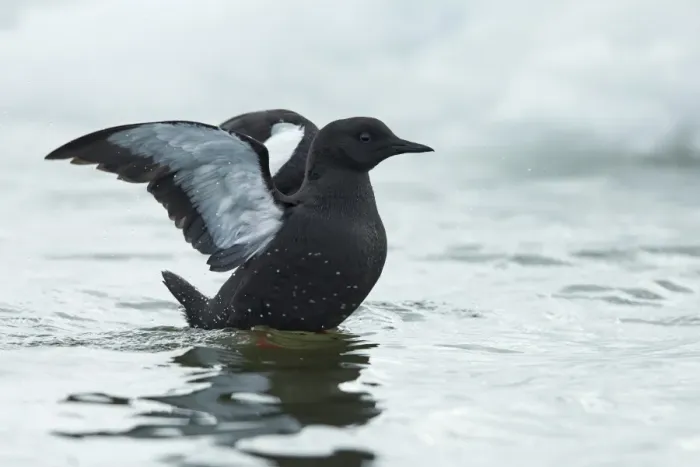 Framed Print : Black Guillemot (Cepphus grylle) adult, breeding plumage, flapping wings at sea, Point Barrow, Alaska, U. S. A. June